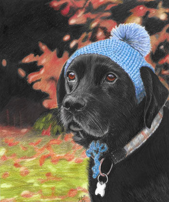 black-lab-with-blue-hat.jpg