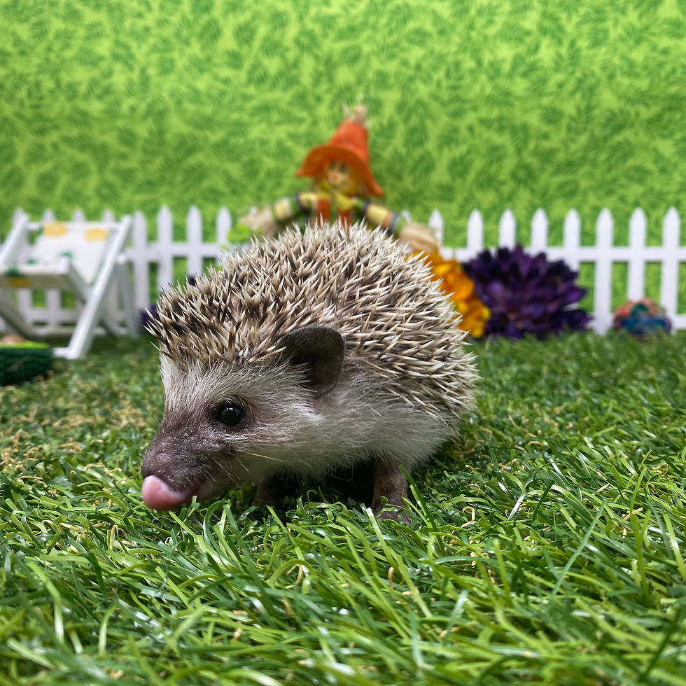 Thumbnail: Badger (A.K.A Baddy 🦡 )