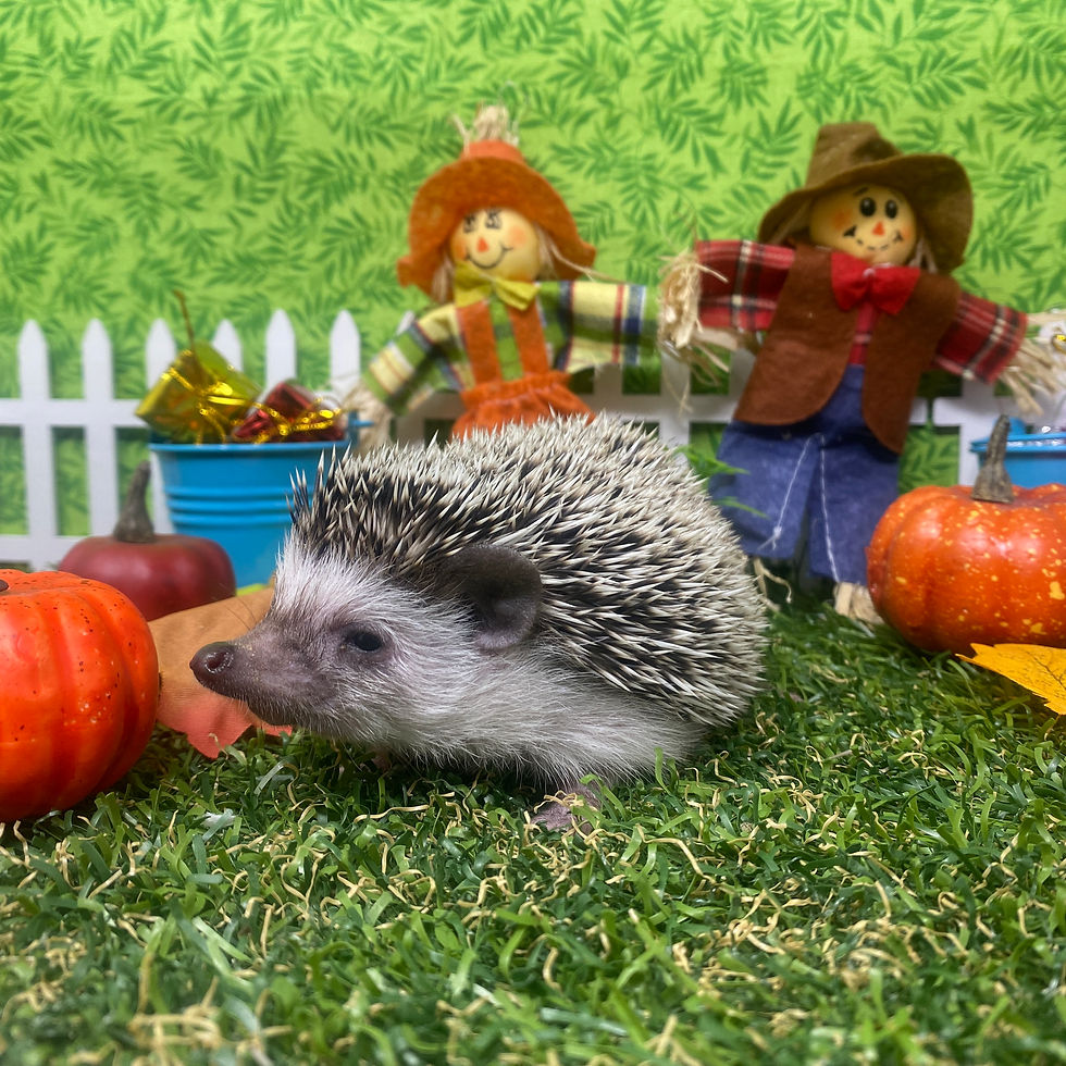 Thumbnail: Prince Quillington A.K.A Quillington The Charming)