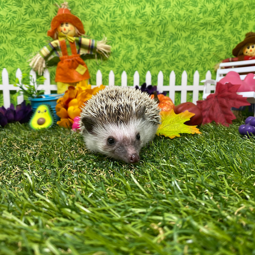 Thumbnail: Biscuit (A.K.A Biscuit Bites)