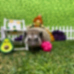 Thumbnail: Teddy ( A.K.A  Snugglebear )