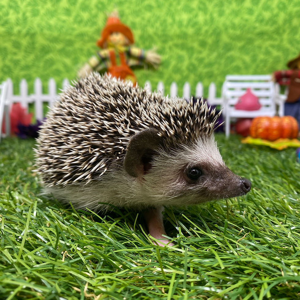 Thumbnail: Lila Bloom (A.K.A petal Pop )