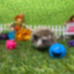 Thumbnail: Teddy ( A.K.A  Snugglebear )
