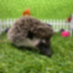 Thumbnail: Toffee ( A.K.A Toto )
