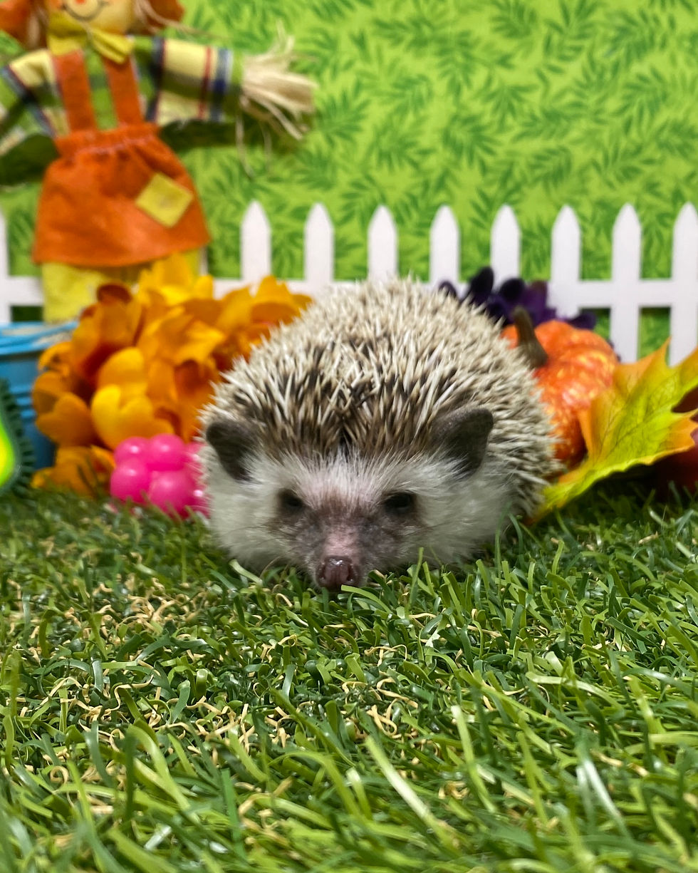 Thumbnail: Biscuit (A.K.A Biscuit Bites)