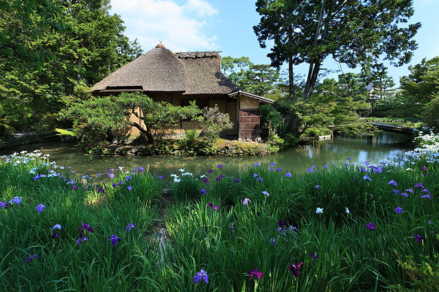 06_草木勝_法金剛院_20170615_1105.JPG