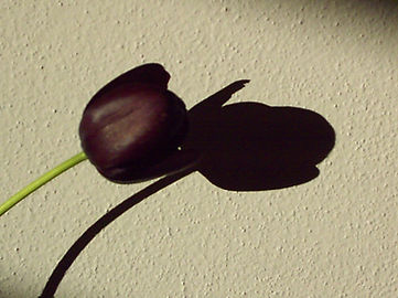 Tulipano 004.jpg