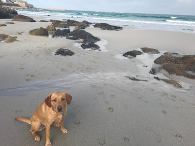 Nala by the sea