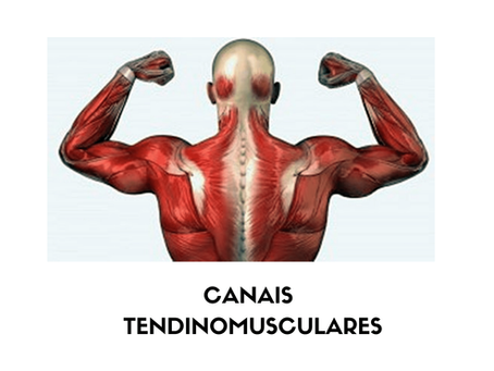 Meridianos Tendinomusculares