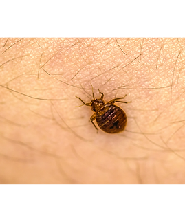 désinsectisation punaises de lit VD3D