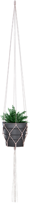 plante verte