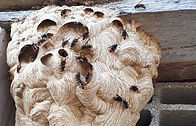 apicula02_destruction-de-nids-1024x657.jpeg