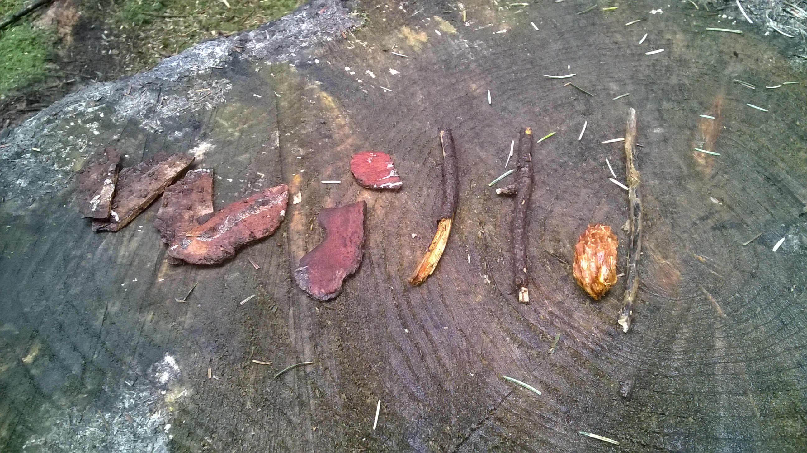 Year 3 & 4 at Rosemoor (Feb 15)