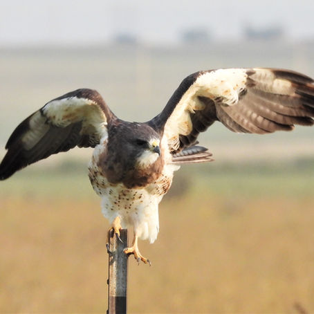 Swainson's Hawk Migration Begins