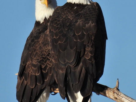 Christmas Bird Count 2020--Amarillo