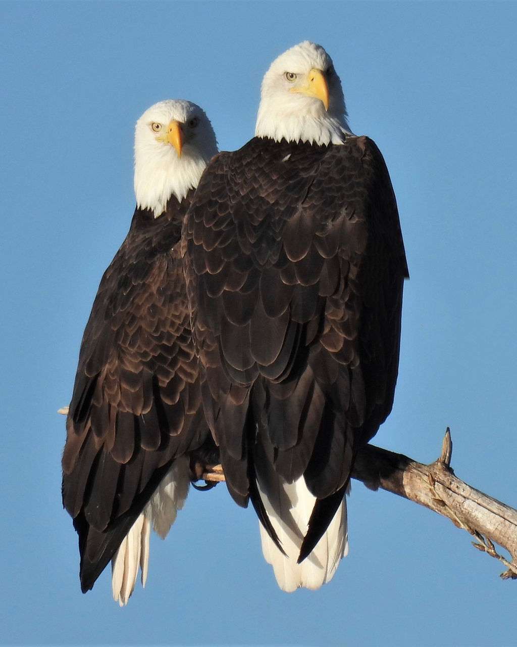 Birding Texas Panhandle Bird Nerd Birdwatching Amarillo
