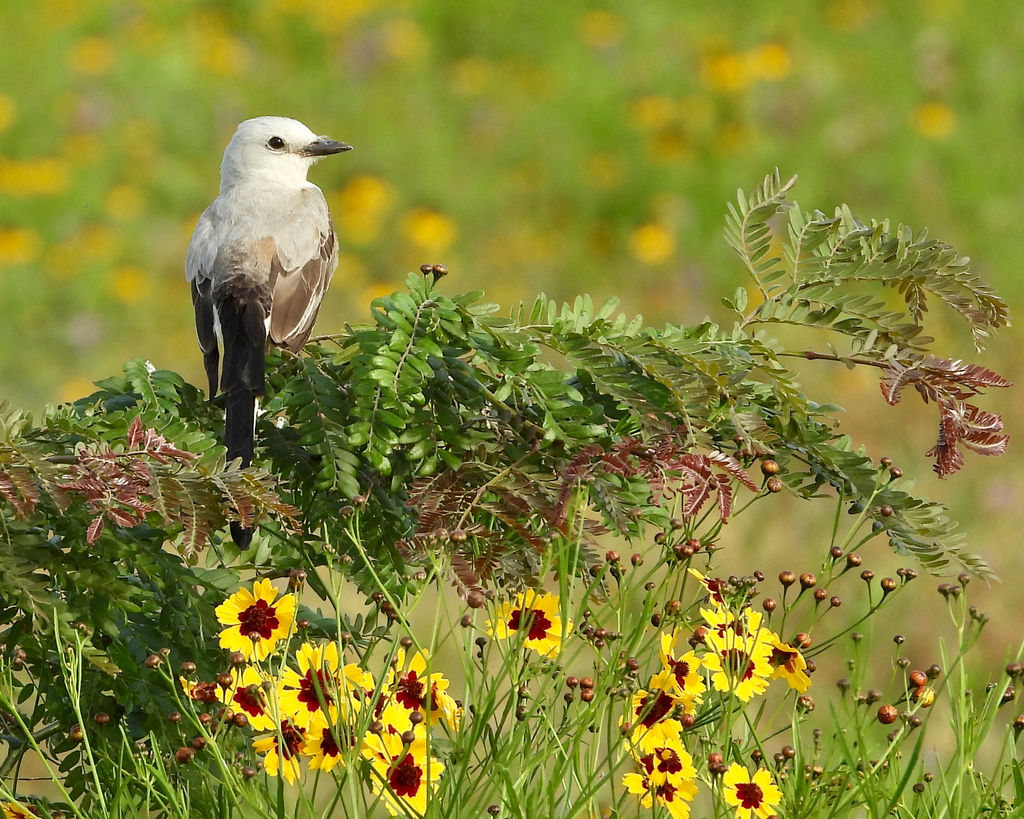 Birding Texas Panhandle Bird Nerd Birdwatching Amarillo