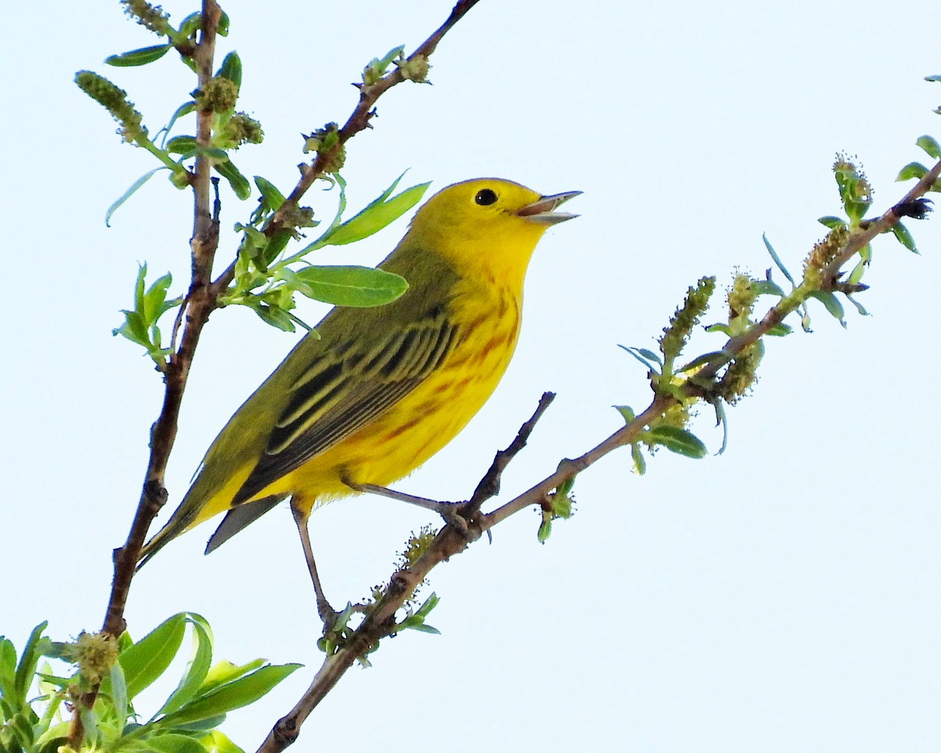 Birding Texas Panhandle Bird Nerd Birdwatching Amarillo