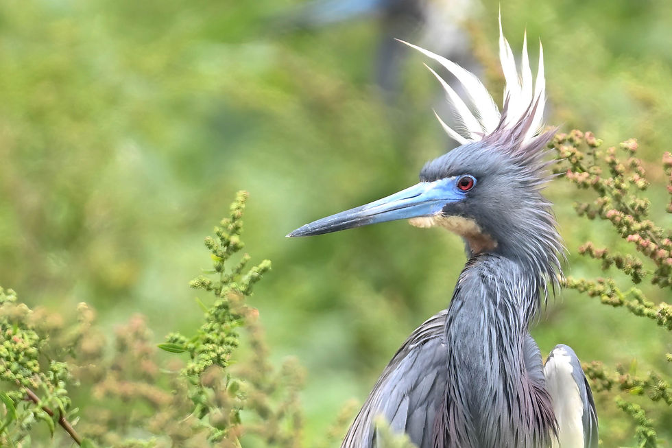 Tri-colored Heron