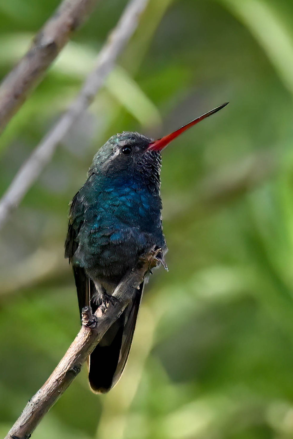 Broad-billed Hummingbird in Potter County