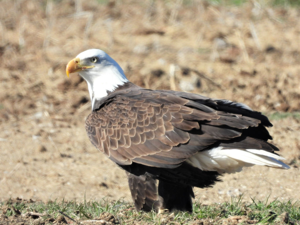 Birding Texas Panhandle Bird Nerd Birdwatching Amarillo