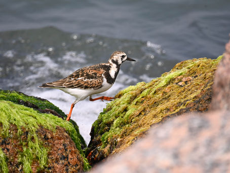 Ruddy Turnstone at Port Aransas Jetty