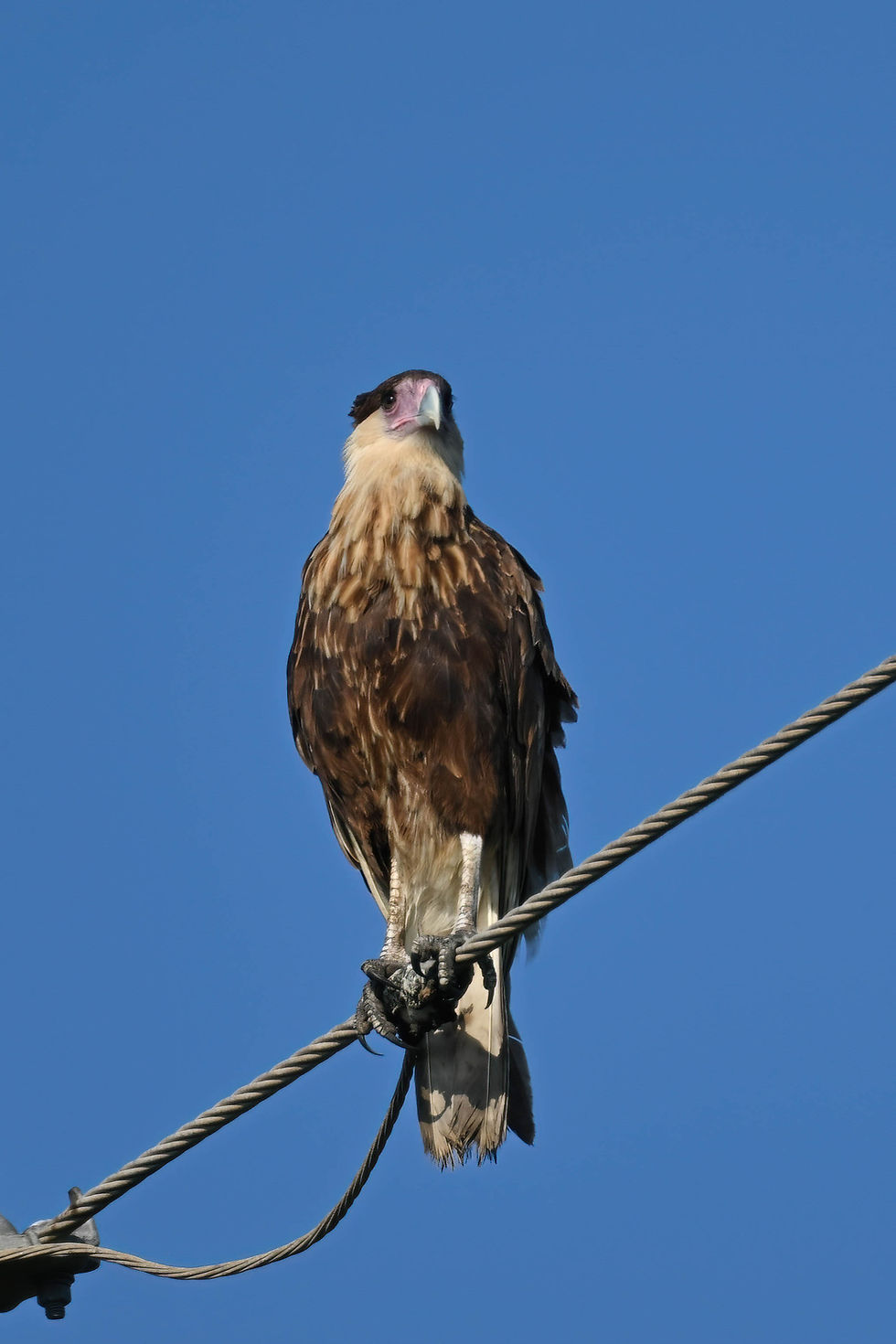 Adult Crested Caracaras on one pole and an immature Caracara on the line directly behind them. 