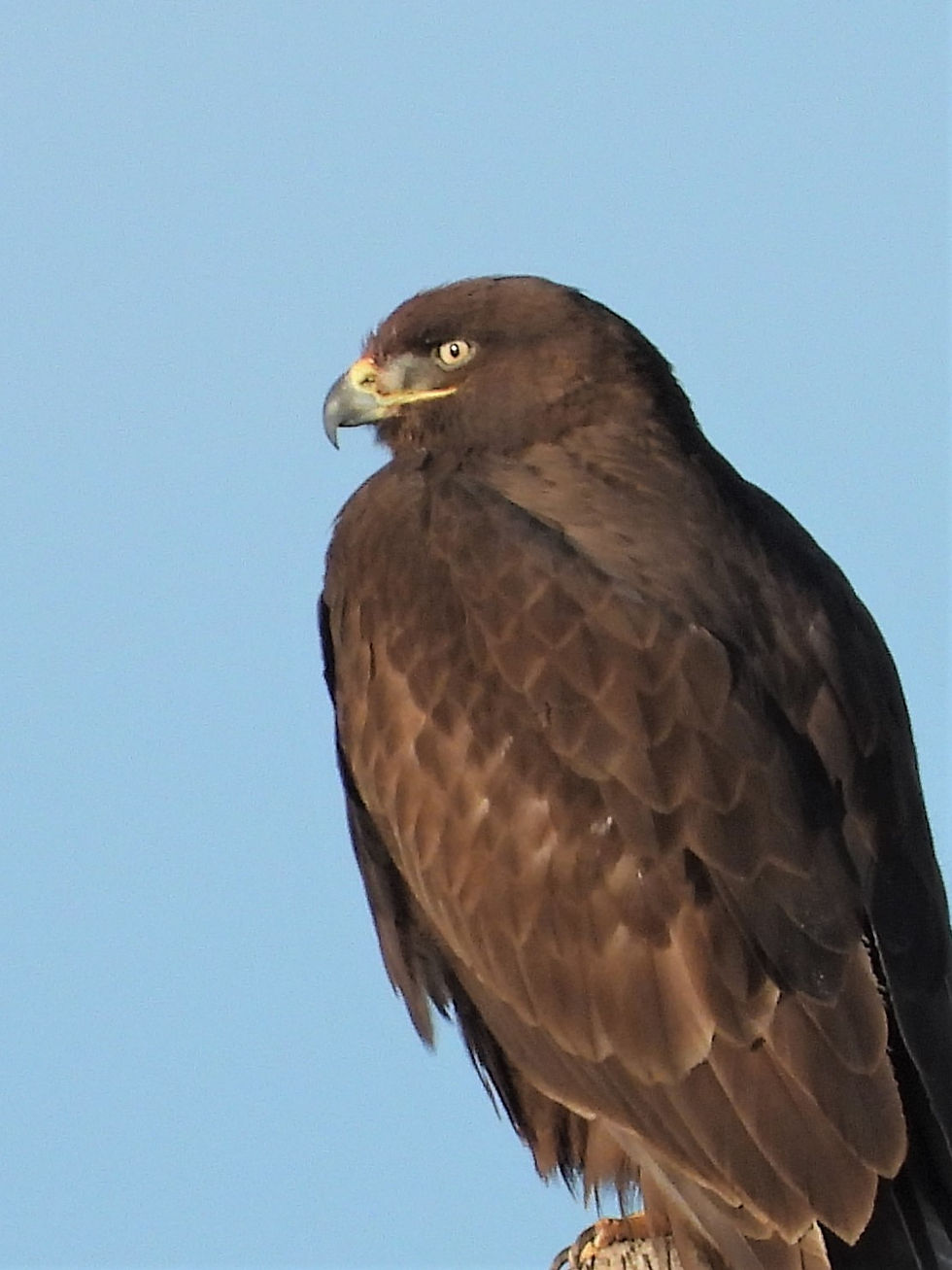 Ferruginous Hawk on NE 24th in Amarillo, Potter County, December 2019