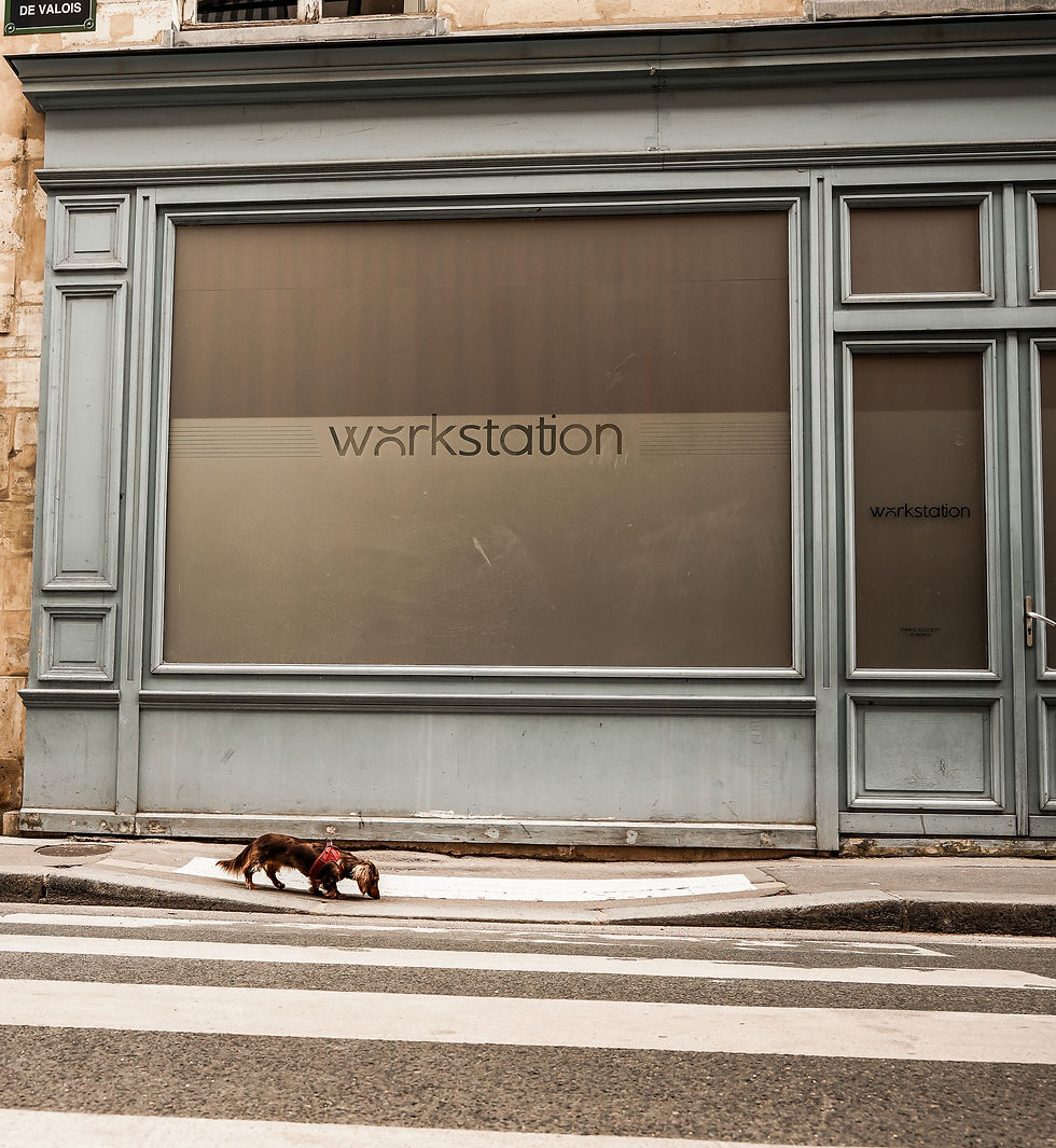 Dog in a red harness sniffing a sidewalk by a gray building with large windows labeled "workstation." Crosswalk and muted tones.