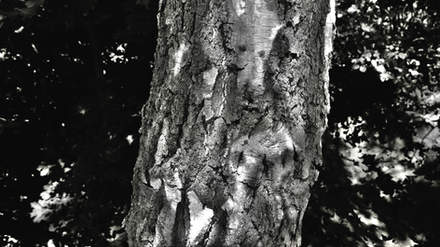 © ZWEifel Manufact N°0023 'The Silver of the Birch // & When the Sun Comes Up'