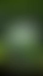 【智盟观察】  关于澳大利亚可持续发展的信息披露新规，小企业为何不能忽视？