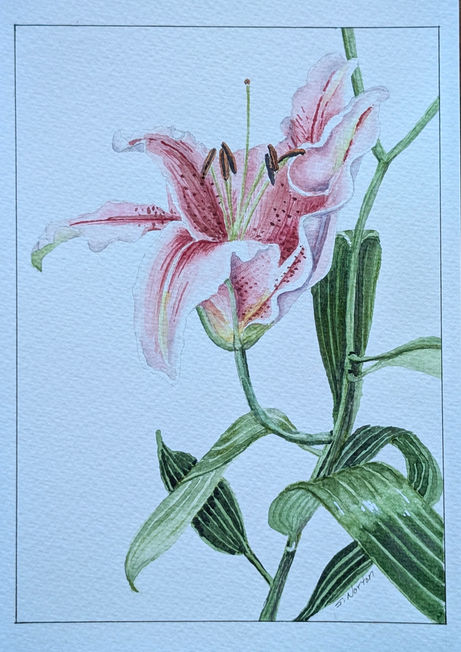 Stargazer lily, watercolor