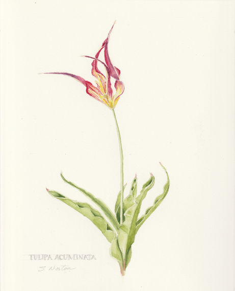 tulip watercolor