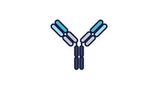Simultaneous optimization of antibody developability & humanness