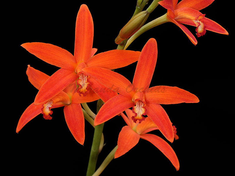 Laelia angereri - Size 2"