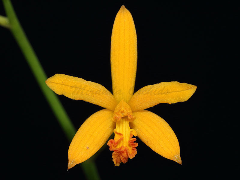 Laelia alvaroana - Size 2"