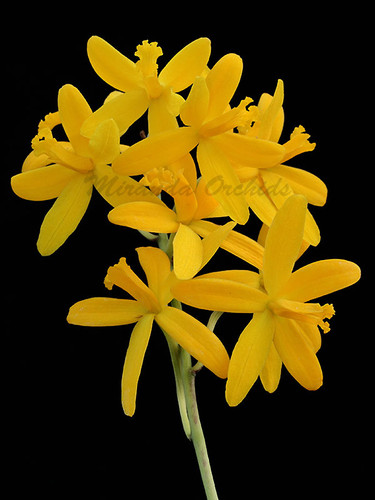 Laelia crispata (flava) - Size 2