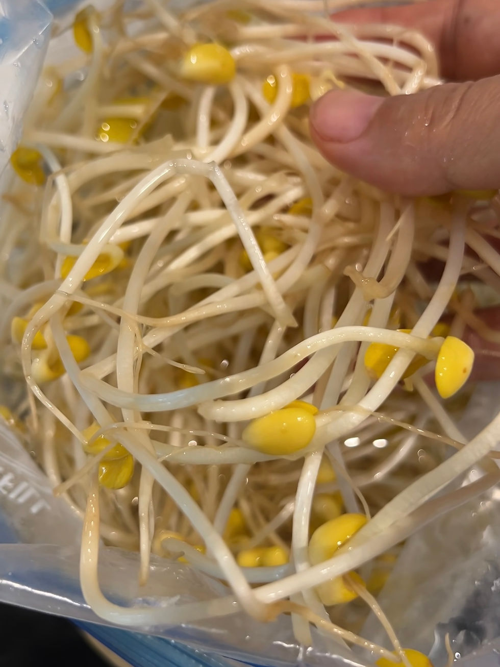 손으로 노란 콩나물을 잡고 있는 모습입니다. 배경은 흐릿하며 콩나물이 신선하고 촉촉해 보입니다.