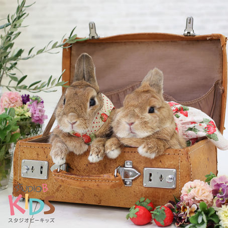 GWペットフェアー