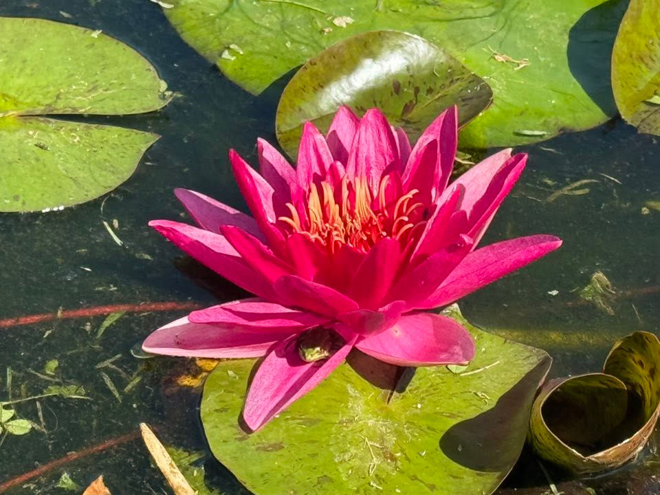 Trauma-Informed Yoga: Creating Safer Spaces for Healing