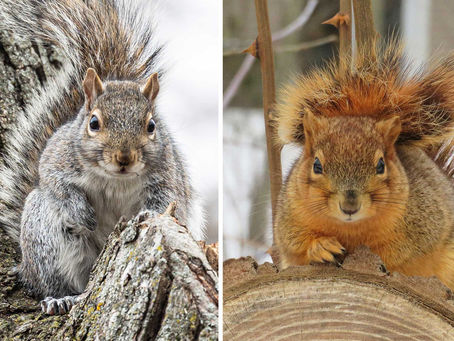 Feeling Squirrely
