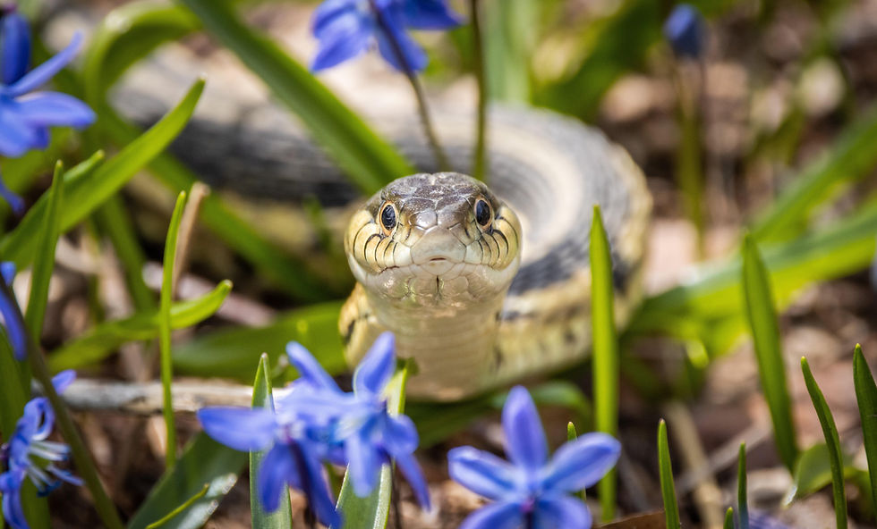 A small garter snake slithering in the flowers