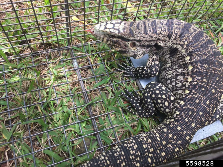 https://www.gainvasives.org/argentine-black-and-white-tegu/report/ - REPORT A TEGU SIGHTING HERE