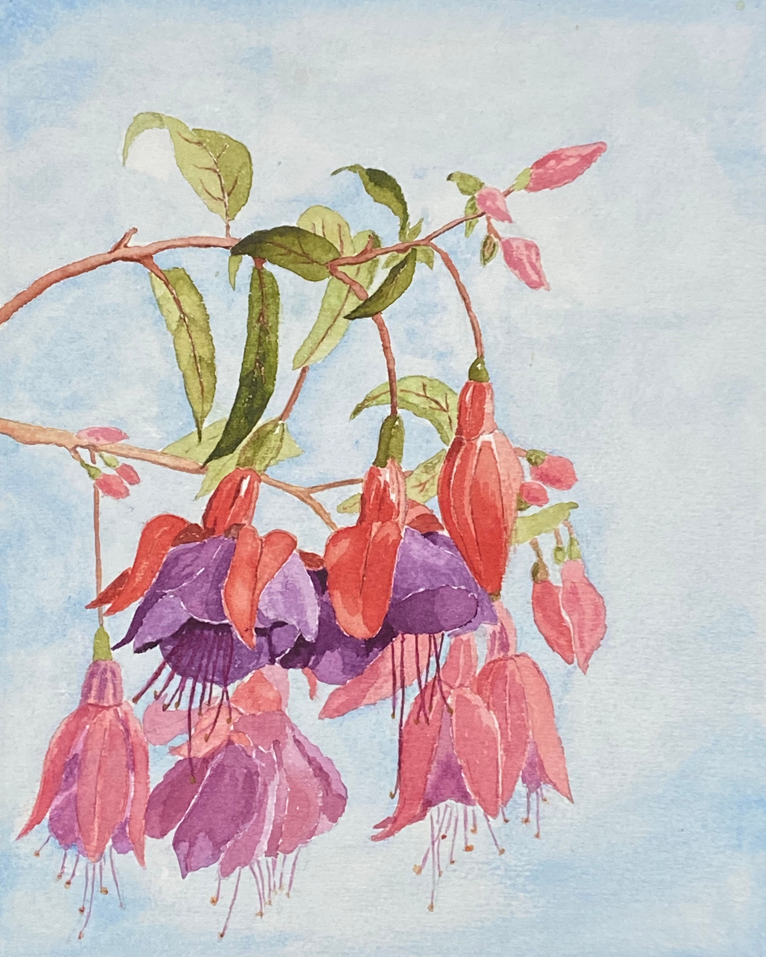 Fucsia Watercolor