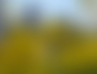 本社にも春の訪れが！！！　0318