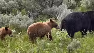 Volume 66: Should You Be Afraid of Bears? Just Bearly.