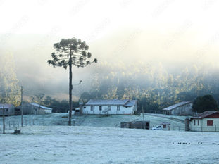 Inverno no campo de araucárias