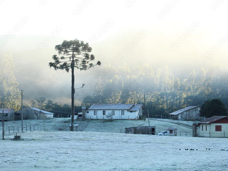 Inverno no campo de araucárias