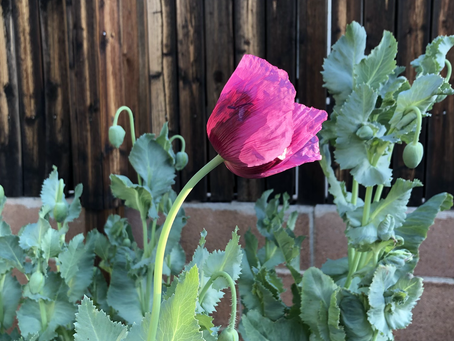 Unfolding into the day