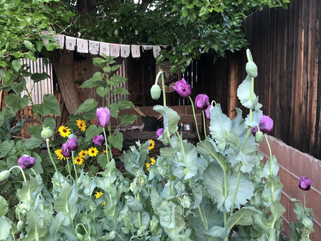 Pretty with a purpose